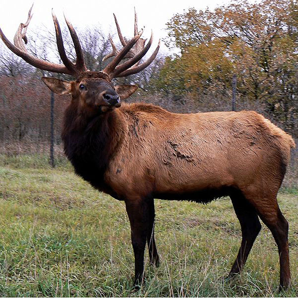 Hunt Bull Elk in Texas