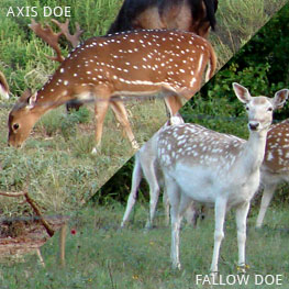 Axis and Fallow Does