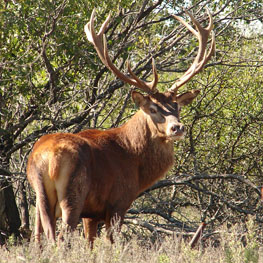 Red Stag Bull