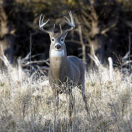 Trophy Whitetail Buck Hunting