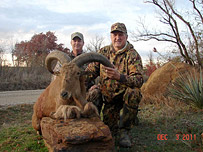 Aoudad Exotic Game Hunting