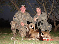 Mouflon Ram Exotic Game Hunt