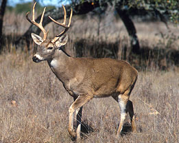 Trophy Whitetail Hunts in Texas